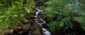 Preview wallpaper stream, stones, forest, plants, landscape