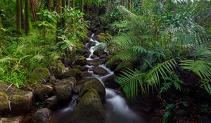 Preview wallpaper stream, stones, forest, plants, landscape