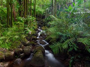 Preview wallpaper stream, stones, forest, plants, landscape