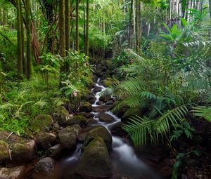 Preview wallpaper stream, stones, forest, plants, landscape