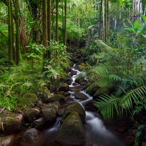 Preview wallpaper stream, stones, forest, plants, landscape