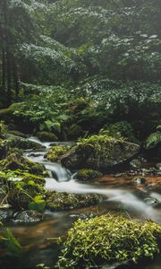 Preview wallpaper stream, stones, grass, plants, leaves, forest