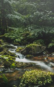 Preview wallpaper stream, stones, grass, plants, leaves, forest