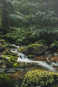 Preview wallpaper stream, stones, grass, plants, leaves, forest