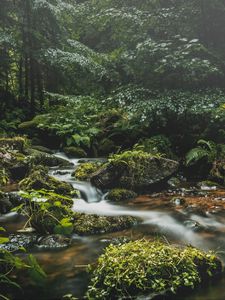 Preview wallpaper stream, stones, grass, plants, leaves, forest