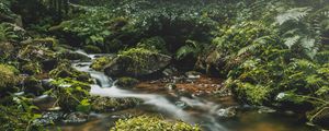 Preview wallpaper stream, stones, grass, plants, leaves, forest