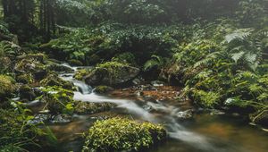 Preview wallpaper stream, stones, grass, plants, leaves, forest