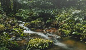 Preview wallpaper stream, stones, grass, plants, leaves, forest