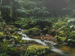 Preview wallpaper stream, stones, grass, plants, leaves, forest