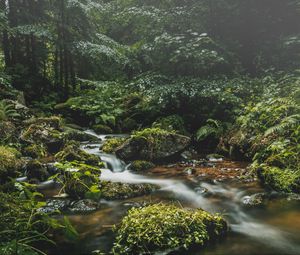 Preview wallpaper stream, stones, grass, plants, leaves, forest