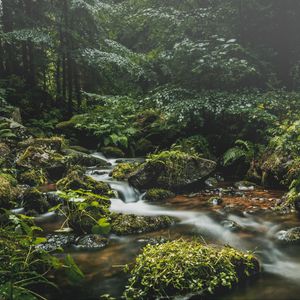 Preview wallpaper stream, stones, grass, plants, leaves, forest