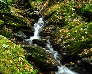 Preview wallpaper stream, stones, leaves, dry