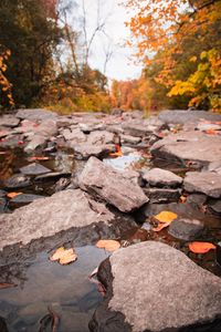 Preview wallpaper stream, stones, leaves, water, autumn, nature