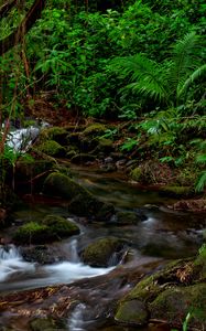 Preview wallpaper stream, stones, moss, plants, landscape, nature