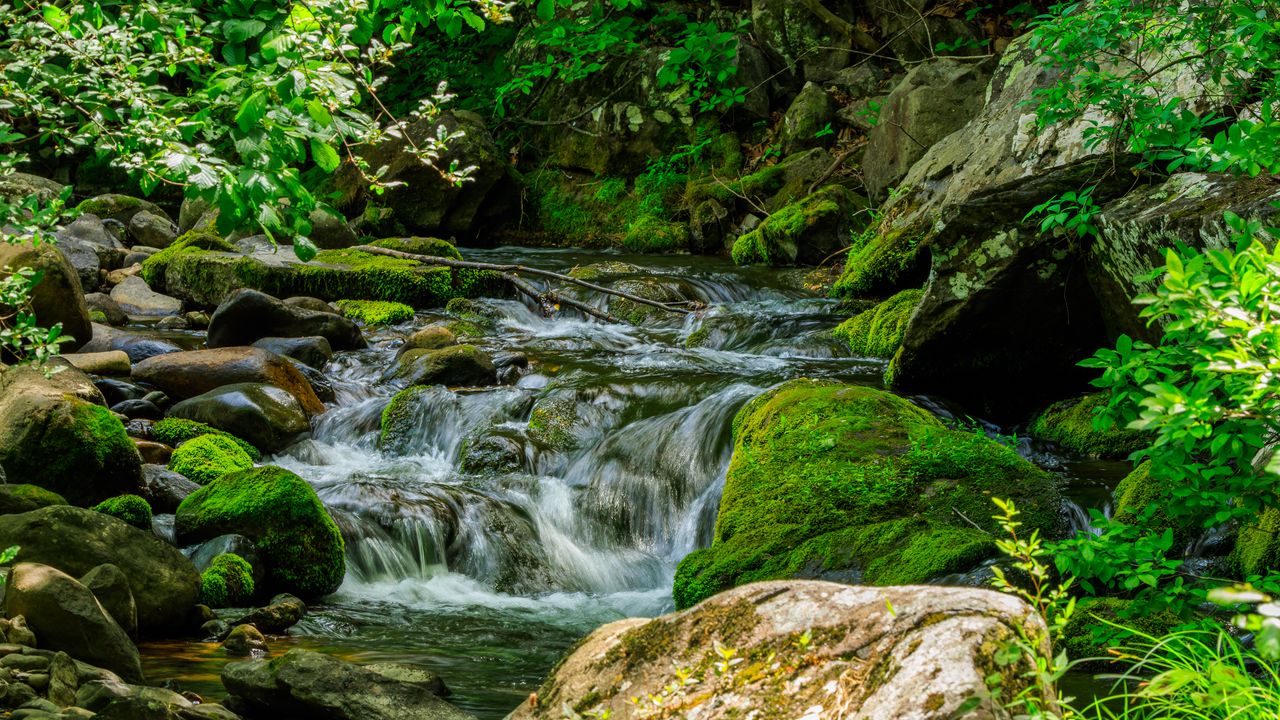 Wallpaper stream, stones, moss, leaves, green, nature