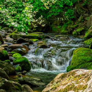 Preview wallpaper stream, stones, moss, leaves, green, nature