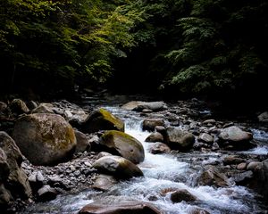 Preview wallpaper stream, stones, trees, branches