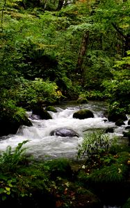 Preview wallpaper stream, stones, trees, landscape, nature