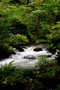 Preview wallpaper stream, stones, trees, landscape, nature