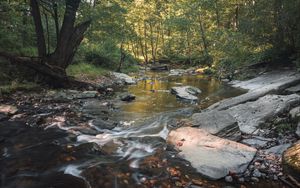 Preview wallpaper stream, stones, trees, nature