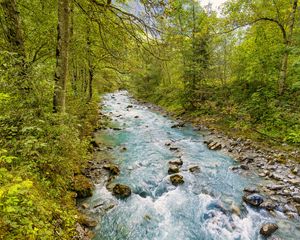 Preview wallpaper stream, stones, trees, branches, landscape