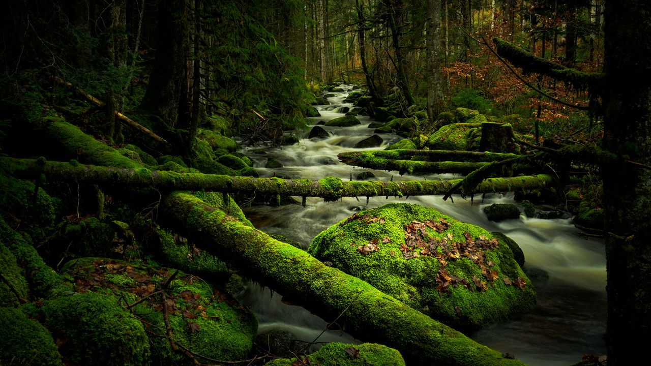 Wallpaper stream, stones, trees, logs, moss, nature