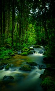 Preview wallpaper stream, stones, trees, moss, long exposure