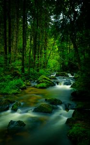 Preview wallpaper stream, stones, trees, moss, long exposure