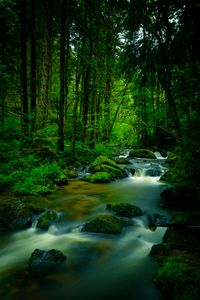 Preview wallpaper stream, stones, trees, moss, long exposure