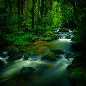 Preview wallpaper stream, stones, trees, moss, long exposure