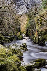 Preview wallpaper stream, stones, trees, nature, landscape, moss