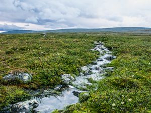 Preview wallpaper stream, stones, water, field, grass, nature