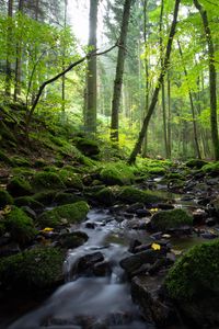 Preview wallpaper stream, trees, forest, nature, landscape