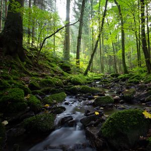 Preview wallpaper stream, trees, forest, nature, landscape
