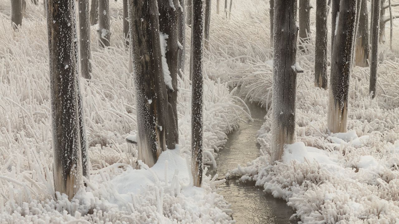 Wallpaper stream, trees, grass, frost, winter