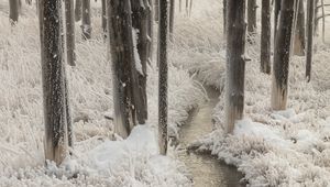 Preview wallpaper stream, trees, grass, frost, winter
