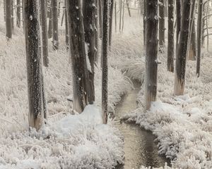 Preview wallpaper stream, trees, grass, frost, winter