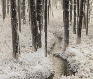 Preview wallpaper stream, trees, grass, frost, winter