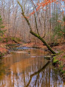 Preview wallpaper stream, trees, leaves, autumn, nature