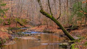 Preview wallpaper stream, trees, leaves, autumn, nature