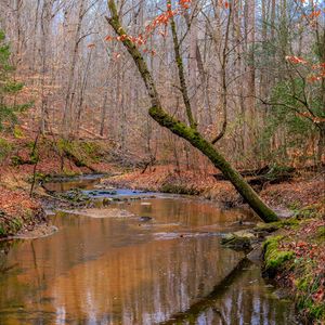 Preview wallpaper stream, trees, leaves, autumn, nature