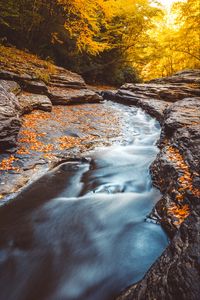 Preview wallpaper stream, water, fallen leaves, trees, autumn