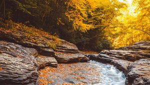 Preview wallpaper stream, water, fallen leaves, trees, autumn