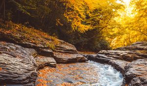 Preview wallpaper stream, water, fallen leaves, trees, autumn