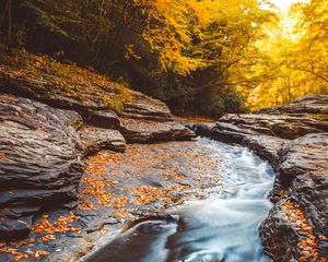 Preview wallpaper stream, water, fallen leaves, trees, autumn