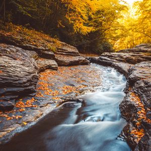 Preview wallpaper stream, water, fallen leaves, trees, autumn