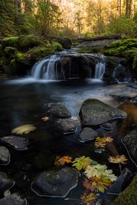 Preview wallpaper stream, water, stones, forest, autumn