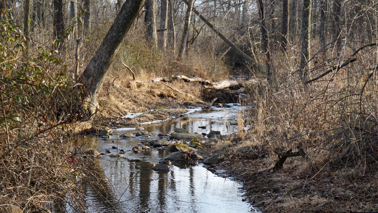 Wallpaper stream, water, stones, trees, bushes