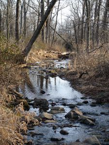 Preview wallpaper stream, water, stones, trees, bushes
