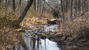 Preview wallpaper stream, water, stones, trees, bushes